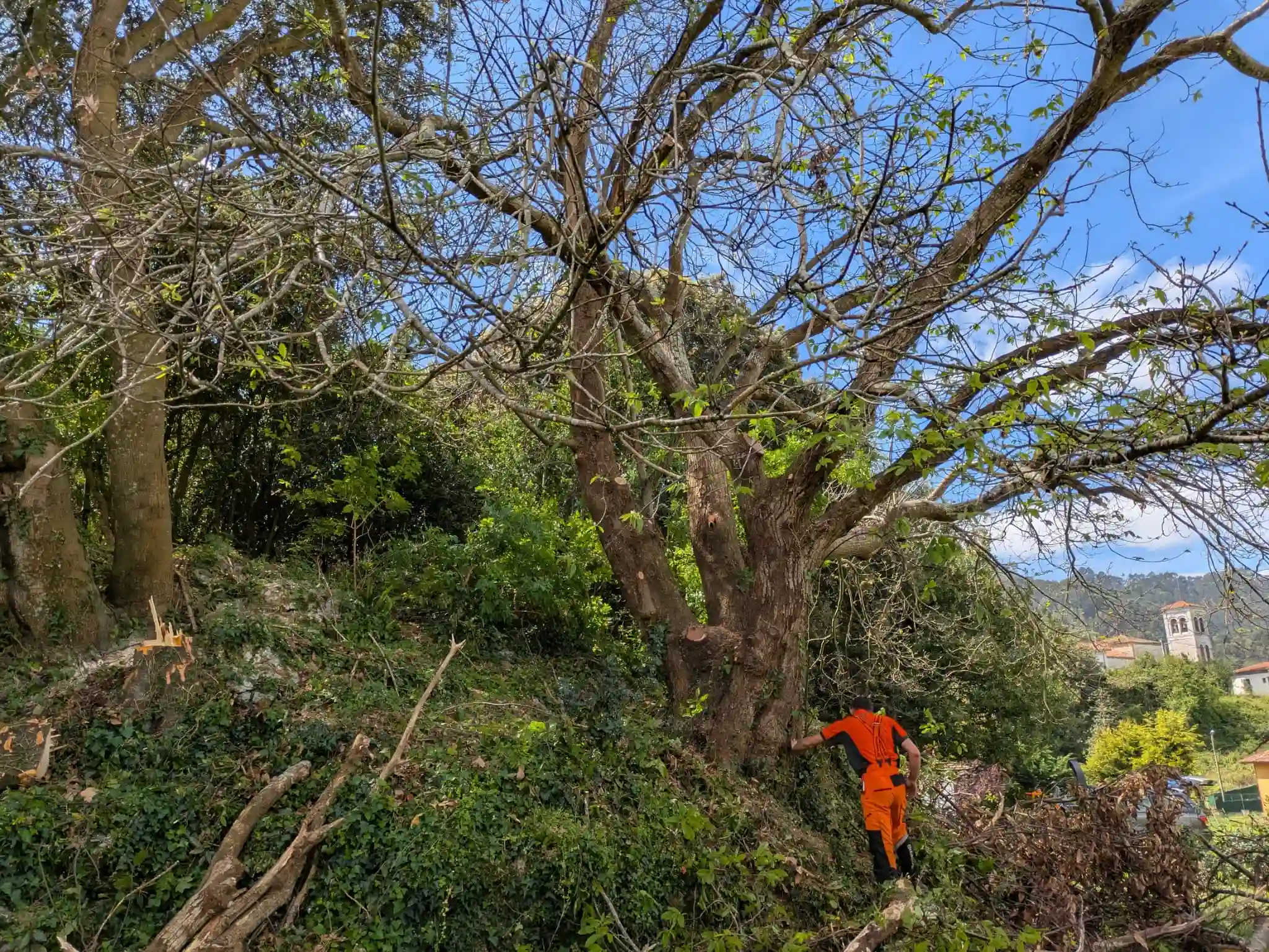Servicio profesional de poda en altura en Asturias realizado por Senén Rivero, con formación técnica en seguridad y salud arbórea.